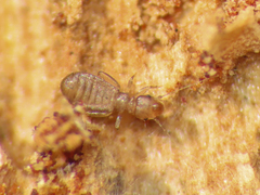 Liposcelididae