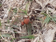 Dasymutilla quadriguttata