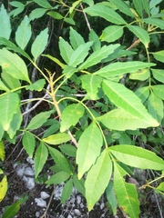 Bursera graveolens