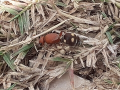 Dasymutilla quadriguttata