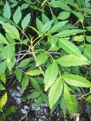 Bursera graveolens