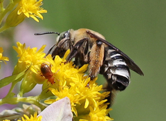 Melissodes comptoides