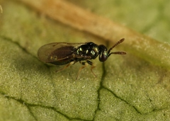 Gastrancistrus