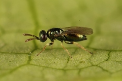 Gastrancistrus