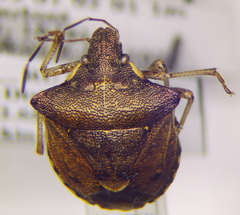 Carbula putoni