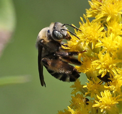 Melissodes comptoides