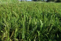 Cyclosorus interruptus