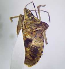 Carbula putoni