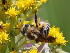 Melissodes comptoides