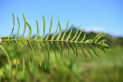 Cyclosorus interruptus