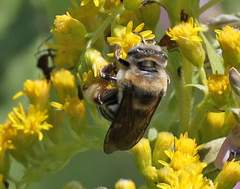 Melissodes comptoides