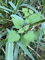 Urtica sykesii