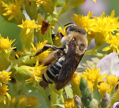 Melissodes comptoides