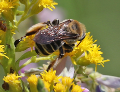 Melissodes comptoides