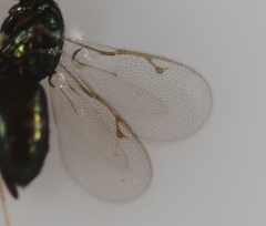 Gastrancistrus