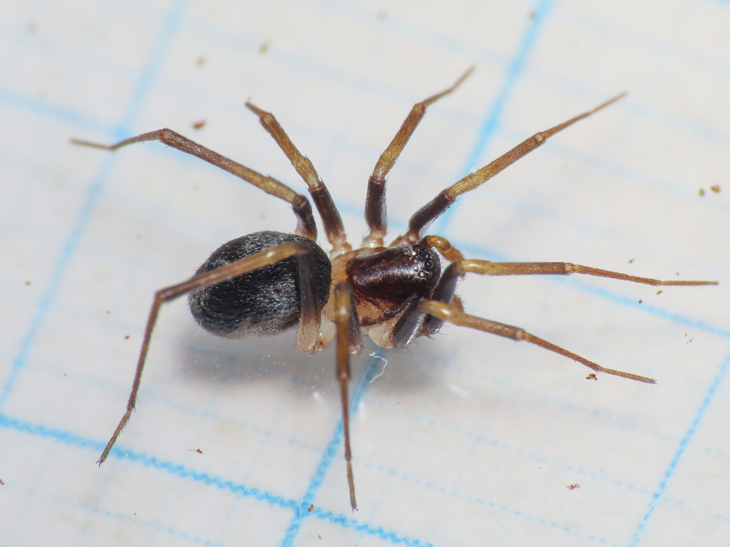Zodarion elegans