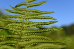 Cyclosorus interruptus