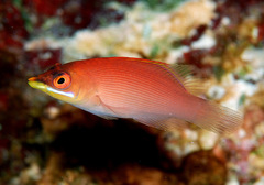 Pseudocheilinus evanidus