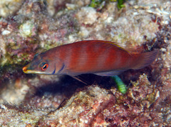 Pseudocheilinus evanidus