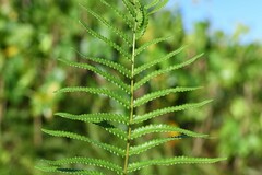 Cyclosorus interruptus