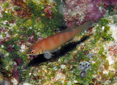 Pseudocheilinus evanidus