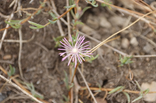 Image of Erepsia gracilis by (c) Tony Rebelo, some rights reserved (CC BY-SA)