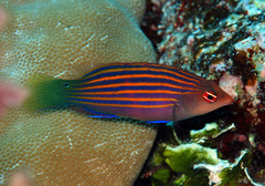 Pseudocheilinus hexataenia