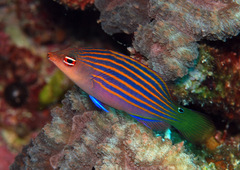 Pseudocheilinus hexataenia