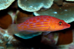 Pseudocheilinus octotaenia