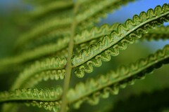 Cyclosorus interruptus