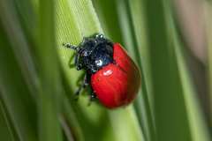 Chrysomela populi