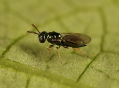 Gastrancistrus