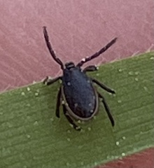 Ixodes pacificus