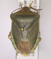 Palomena angulosa