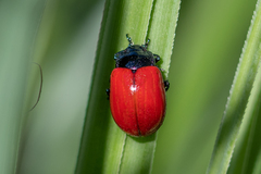 Chrysomela populi