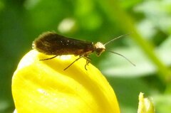 Micropterix calthella