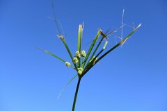 Cyperus luzulae