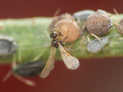 Aphidiinae