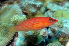 Pseudocheilinus octotaenia