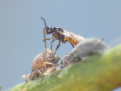 Aphidiinae