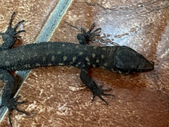 Lepidophyma flavimaculatum
