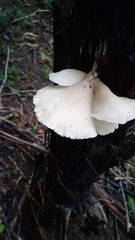 Conchomyces bursiformis