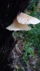 Conchomyces bursiformis