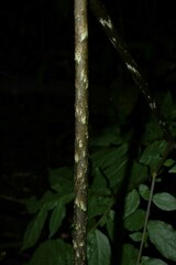 Dracontium polyphyllum