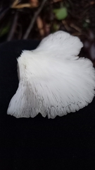 Conchomyces bursiformis