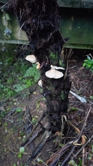 Conchomyces bursiformis