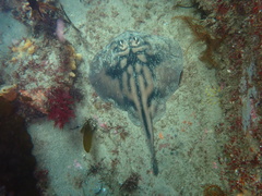 Urolophus cruciatus