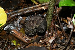 Dracontium polyphyllum