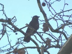 Corvus monedula