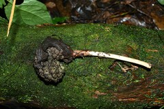 Dracontium polyphyllum